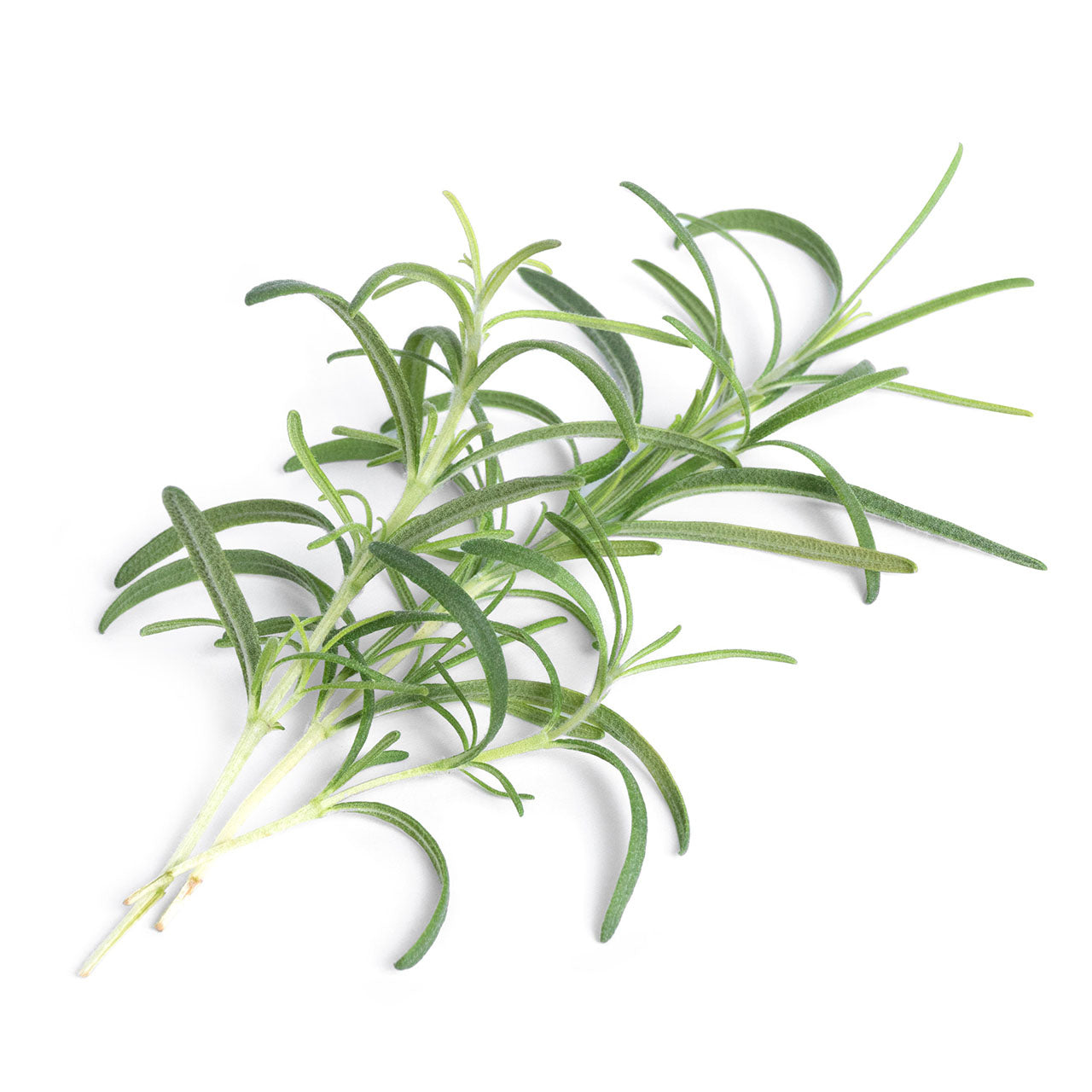 Veritable Lingot Nachfüllpack für Indoor Gärten
